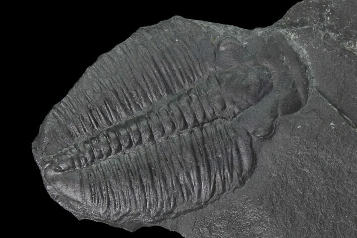 Elrathia Trilobite Molt Fossil - Utah - House Range #139710